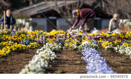 A person who takes care of flowers and a flower... - Stock Photo ...