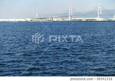 A flock of ducks floating in Yokohama Port A flock of ducks floating in Yokohama Port 99341318