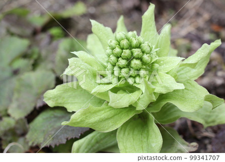 Fukinotou Fukinotou 99341707