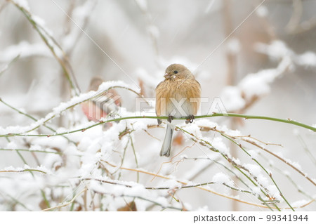 Benimashiko I met in the snow 99341944