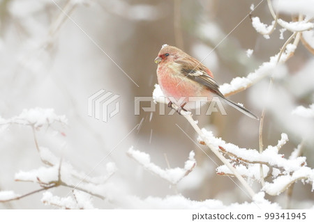 Benimashiko I met in the snow 99341945