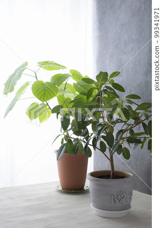 A room with a rubber tree Ficus A room with a rubber tree Ficus 99341971