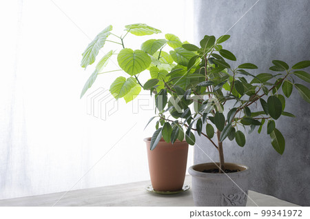 一間有橡膠樹榕的房間 99341972