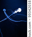 jellyfish  99342038