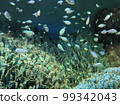 Aquarium 99342043