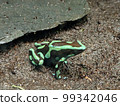 A frog 99342046