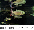 Aquarium 99342048