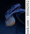 jellyfish  99342052