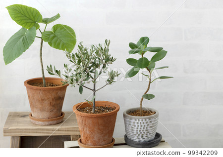 Room with ornamental plants 99342209