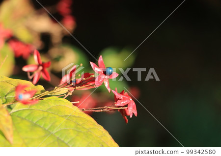 Produces purple kusagi (smelly tree) fruit Produces purple kusagi (smelly tree) fruit 99342580