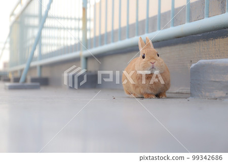 Surprised Rabbit 99342686