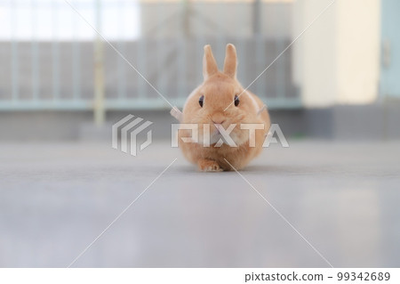 Surprised Rabbit Surprised Rabbit 99342689