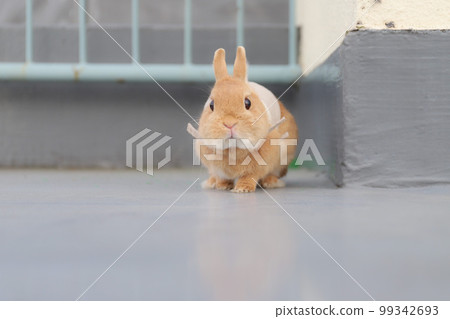 Surprised Rabbit Surprised Rabbit 99342693