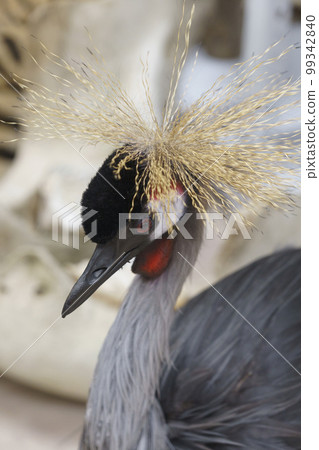 bird bird 99342840
