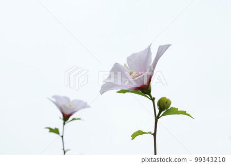 首爾市城東區首爾林木槿花 99343210