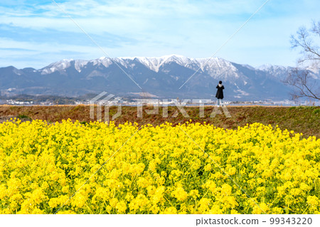 Field of rape blossoms and Mt. Hira with snow remaining in Nagisa Park in Moriyama City, Shiga Prefecture 99343220