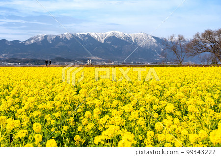 Field of rape blossoms and Mt. Hira with snow remaining in Nagisa Park in Moriyama City, Shiga Prefecture 99343222