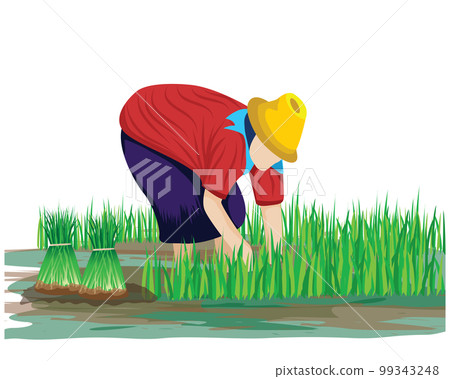 farmer pull small rice plant vector design farmer pull small rice plant vector design 99343248