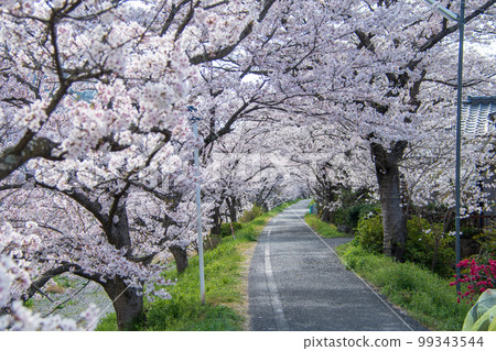 Okayama Prefecture's famous cherry blossom viewing spot, Ibara Tsutsumi, a 2-kilometer tunnel of cherry blossoms is a relaxing promenade 99343544