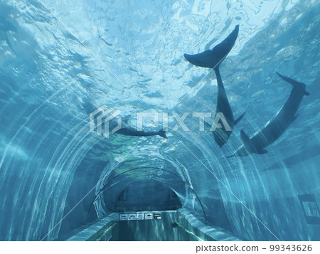 和歌山縣太極鯨魚博物館的海豚 99343626