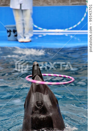 Umitigami dolphin Umitigami dolphin 99343701