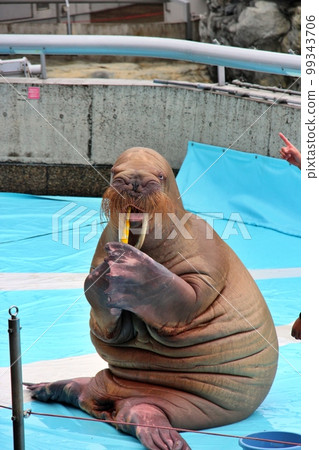 Utimaguchi's Walrus 99343706