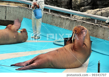 Utimaguchi's Walrus Utimaguchi's Walrus 99343707