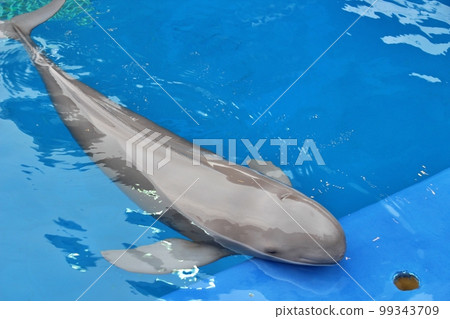 Sea egg porpoise Sea egg porpoise 99343709