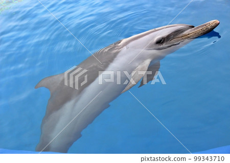Umitigami dolphin Umitigami dolphin 99343710