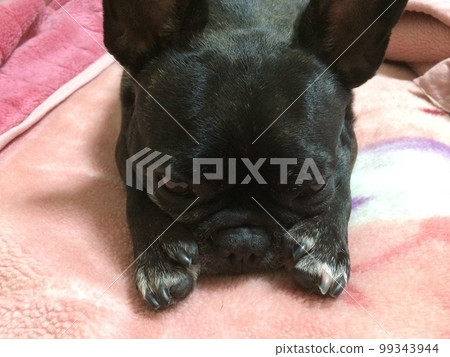 French bulldog about to take a nap 99343944