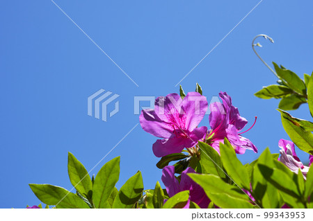 陽光下的粉色杜鵑花和藍天復制空間 99343953