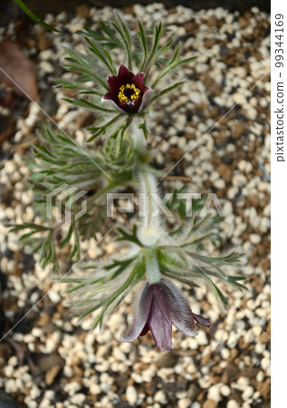 春天的花：白頭翁，開花後全株被白毛覆蓋。 99344169