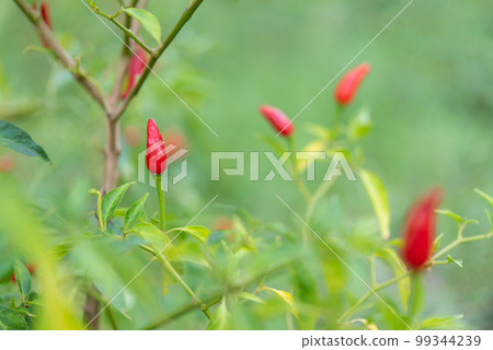 Chilli peppers or red chilies in farm Chilli peppers or red chilies in farm 99344239