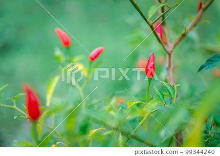 Chilli peppers or red chilies in farm Chilli peppers or red chilies in farm 99344240