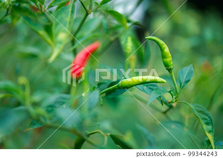 Chilli peppers or red and green chilies in farm Chilli peppers or red and green chilies in farm 99344243