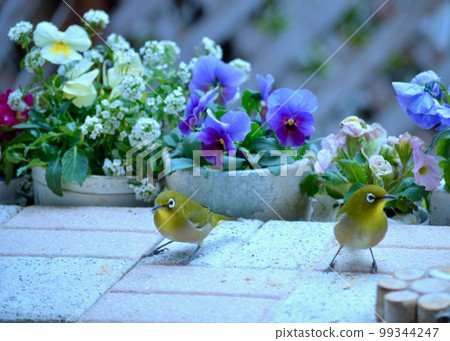 A white-eye playing in the garden. 99344247