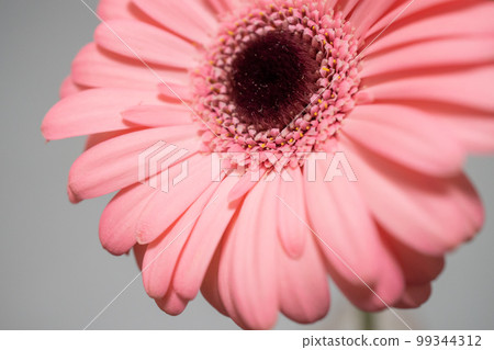 Pink gerbera flower closeup Pink gerbera flower closeup 99344312