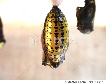 Idea gomadara pupa Golden pupa Butterfly from Okinawa Prefecture 99344344