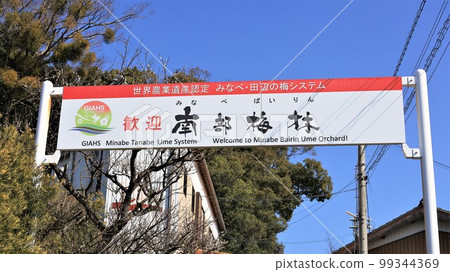 南部梅林(和歌山縣南部町) 南部梅林(和歌山縣南部町) 99344369