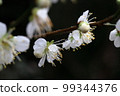 White plum 99344376