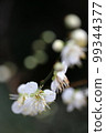 White plum 99344377