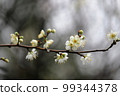 White plum 99344378