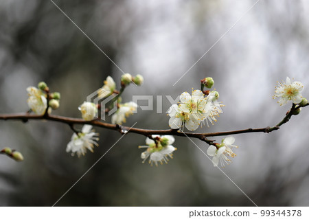 白梅 白梅 99344378