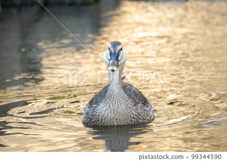 Duck of a river Duck of a river 99344590