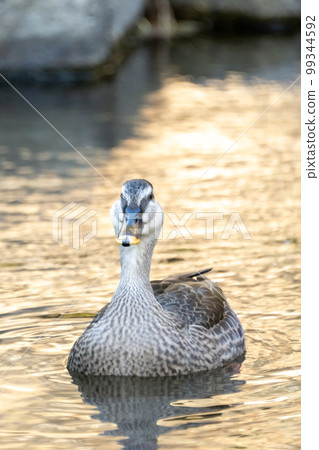 Duck of a river 99344592