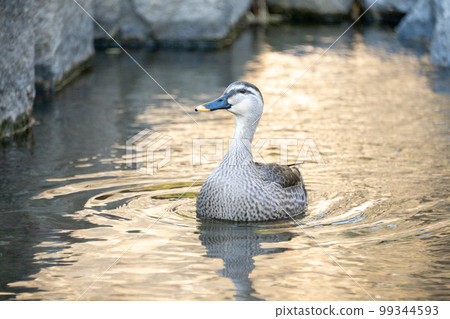 Duck of a river 99344593