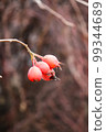 Crataegus monogyna. Hawthorn. Branches with leaves and red berries 99344689
