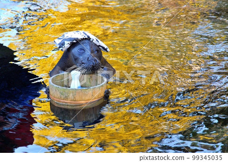 箱根園水族館的溫泉海豹 99345035