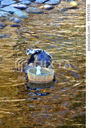 Hot spring seals at Hakone-en Aquarium 99345036