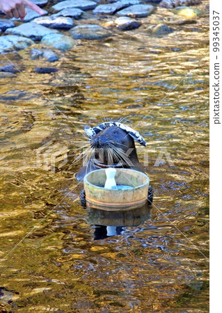 Hot spring seals at Hakone-en Aquarium 99345037